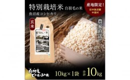 【ふるさと納税】【通年受付】≪令和5年産≫　農家直送！魚沼産コシヒカリ特別栽培「白羽毛の米」玄米(10kg×1袋) 10kg