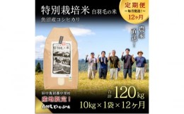 【ふるさと納税】【通年受付】≪令和5年産≫【定期便／全12回】農家直送！魚沼産コシヒカリ特別栽培「白羽毛の米」精米(10kg×1袋)×12回