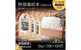 【ふるさと納税】【通年受付】≪令和5年産≫【定期便／1ヶ月おき全6回】農家直送！魚沼産コシヒカリ特別栽培「白羽毛の米」精米(2kg×3袋