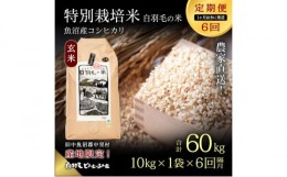 【ふるさと納税】【通年受付】≪令和5年産≫【定期便／1ヶ月おき全6回】農家直送！魚沼産コシヒカリ特別栽培「白羽毛の米」玄米(10kg×1