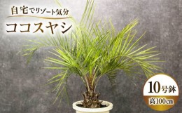 【ふるさと納税】ココスヤシ 10号鉢 庭木 観葉植物【南国リゾートガーデンに人気】