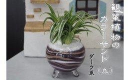 観葉植物 カラー サンドの通販｜au PAY マーケット