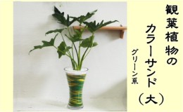 観葉植物 カラー サンドの通販｜au PAY マーケット