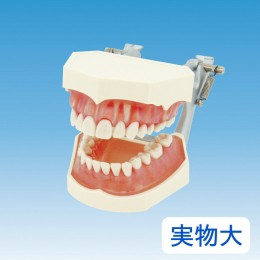 【ふるさと納税】歯の模型 歯磨き指導用 実物大モデル（歯着脱可）《歯 模型 歯列模型 歯模型 顎模型 歯医者使用 教材》※着日指定不可