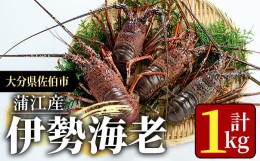 【ふるさと納税】＜期間限定＞大分県産 伊勢海老 (計1kg・約2〜5尾) エビ えび 刺身 魚介 海鮮 BBQ 国産 味噌汁【AS128】【海べ (株)】