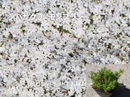 【ふるさと納税】BS152_シバザクラ　モンブラン10個 花 苗 植物 家庭菜園 花壇 プランター ガーデニング 芝桜