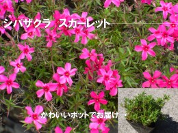 【ふるさと納税】BS154_シバザクラ　スカーレット10個 花 苗 植物 家庭菜園 花壇 プランター ガーデニング 芝桜