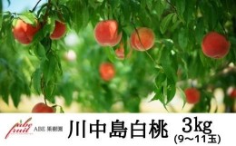 【ふるさと納税】No.2301もも　川中島白桃約3kg【2024年発送】