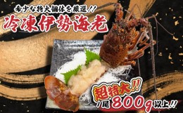 【ふるさと納税】超特大 伊勢海老 800g以上 1尾 冷凍 ( 超特大サイズ 急速冷凍 えび エビ 高級 鮮魚 海鮮 魚介 刺身 焼き物 汁物 ギフト 