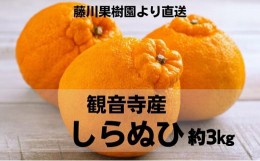 【ふるさと納税】味自慢！讃岐 しらぬひ　約3kg