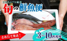 【ふるさと納税】鮮魚 旬 獲れたて セット 3〜10匹 鮮魚BOX お楽しみ おまかせ 詰め合わせ 魚介類 アジ 鯵 スルメイカ ヒラメ メバル イ