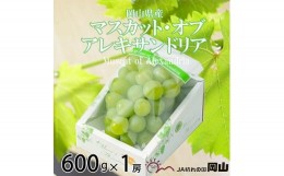 【ふるさと納税】＜先行予約＞【2024年8月発送開始】マスカット・オブ・アレキサンドリア 600g×1房 TY0-0569