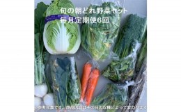 【ふるさと納税】No.846 旬の朝どれ野菜セット×6回 ／ やさい 朝採れ 埼玉県