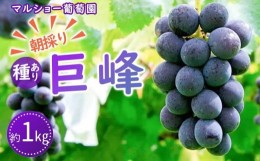 【ふるさと納税】【2024年先行予約・数量限定】朝採り 巨峰「種あり」 約１kg＜2024年8月中旬〜発送＞