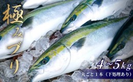 【ふるさと納税】ぶり 1本 4~5kg （下処理有）丸ごと一本 ブランド鰤 極みブリ 冷蔵 ブリ しゃぶ 高知県 須崎市 高知 鰤 年末 正月 KS036