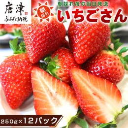 【ふるさと納税】唐津産 いちごさん 250g×12パック(合計3kg) 濃厚いちご 苺 イチゴ 果物 フルーツ