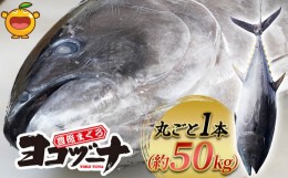 【ふるさと納税】マグロ まるごと1本 約50kg 豊後まぐろヨコヅーナ 大分県津久見市産 マグロ まぐろ 鮪 丸ごと 赤身 大トロ 中トロ トロ 