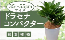 【ふるさと納税】【観葉植物】ドラセナ コンパクター35cm〜55cm(前園植物園/014-1437) 南国鹿児島県で育った 観葉植物！植物 鉢付 インテ