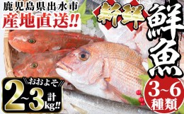 【ふるさと納税】i580 出水の鮮魚おためしBOX(約2〜3kg程度・3〜6種類) 魚 鮮魚 鹿児島県 出水近海 お寿司 煮付 料理 旬 何が届くかはお