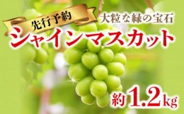 【ふるさと納税】シャインマスカット ブドウ 約 1.2kg 2〜3房 先行予約 予約期間 9/25まで