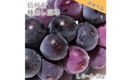 【ふるさと納税】【信州長野県産】※2024年先行予約※［訳あり］種無し巨峰1.0〜1.2kg 10月より発送開始