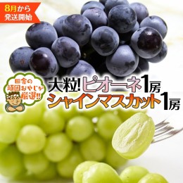 【ふるさと納税】シャインマスカット 1房 ピオーネ 1房【令和6年8月より発送開始】田舎の頑固おやじが厳選！ シャインマスカット マスカ