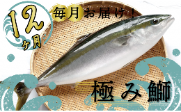 【ふるさと納税】定期便 12ヶ月 12回 毎月 届く ぶり ブランド 極みブリ 鰤【下処理有】 海鮮 魚介 魚 さかな サカナ 刺身 刺し身 鰤しゃ