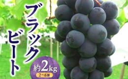 【ふるさと納税】ブラックビート　約2kg【2024年7月下旬〜2024年8月下旬配送】