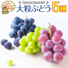 【ふるさと納税】大粒ぶどう5種【令和6年8月より発送開始】田舎の頑固おやじが厳選！ [BI101-NT]