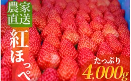 【ふるさと納税】【予約受付 2025年2月以降配送】南伊豆産いちご　紅ほっぺ4kg　　【 いちご 紅ほっぺ 果物 フルーツ 苺 イチゴ くだもの