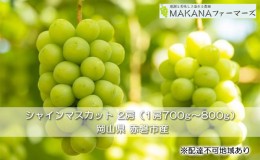 【ふるさと納税】ぶどう 2024年 先行予約 シャイン マスカット 2房 （1房700g〜800g） 大粒 種無し ブドウ 葡萄  岡山県 赤磐市産  国産 