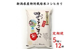 【ふるさと納税】【定期便】新潟県産 コシヒカリ ５kg×12か月 計60kg 特別栽培米『おててこ米』農家直送 毎月お届け 100%根知谷産 専門