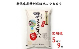 【ふるさと納税】【定期便】新潟県産 コシヒカリ 5kg×9ヶ月 計45kg 特別栽培米『おててこ米』農家直送 毎月お届け 100%根知谷産 専門家