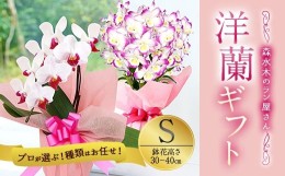 【ふるさと納税】洋蘭 洋蘭ギフトS 鉢花 （高さ30〜40cm） 蘭 鉢 鉢植え 胡蝶蘭 ギフト 熊本県産 【森水木のラン屋さん】洋蘭 ギフト S 