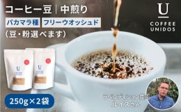 【ふるさと納税】【豆】煎り コーヒー 豆 250g × 2袋 （ 豆 ・ 粉 選べます ） ニカラグア産 ラベンディション農園 パカマラ種 フリーウ