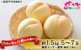 【ふるさと納税】桃 2024年 先行予約 8月の旬な 白桃 をお届け！約1.5kg 5〜7玉 糖度センサー選果 糖度12度以上 もも モモ 岡山県 赤磐市