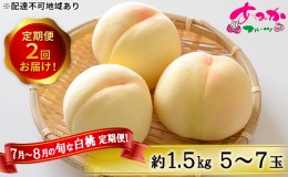 【ふるさと納税】桃 定期便 2024年 先行予約 7月〜8月 の旬な 白桃 定期便！約1.5kg 5〜7玉 2回お届け！ もも モモ 岡山県 赤磐市産 国産