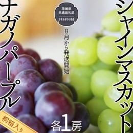 【ふるさと納税】【 桐箱入り 】 シャインマスカット 1房 と ナガノパープル 1房 【令和6年8月から発送開始】（県内共通返礼品：かすみが