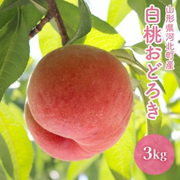 【ふるさと納税】【令和6年産】白桃 「おどろき」 3kg【かほくらし社】