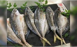 【ふるさと納税】AD6003_鮮魚問屋のアジの干物セット 真あじ大4枚 真あじ小6枚 丸あじ4枚