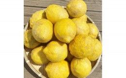 【ふるさと納税】湯の花　南伊豆産わけありレモン３kg