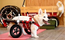 【ふるさと納税】中型犬用二輪車椅子（背丈33〜65cm　体重22キロ以下） 【!寄附前に事業者へ相談必要!】