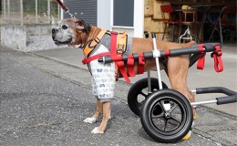 【ふるさと納税】大型犬用二輪車椅子（背丈50〜75cm　体重40キロ以下） 【!寄附前に事業者へ相談必要!】