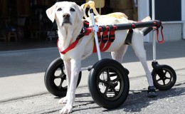 【ふるさと納税】大型犬用三輪車椅子（背丈50〜75cm　体重40キロ以下） 【!寄附前に事業者へ相談必要!】