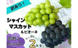 【ふるさと納税】HF-11.【訳あり】岡山県産ぶどう詰合せ２ｋｇ（シャインマスカット＋ピオーネ）