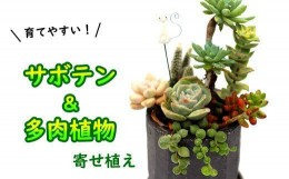 【ふるさと納税】サボテン＆多肉植物の寄せ植え【黒ポット】 ／ インテリア 植物 ギフト おしゃれ 彩花園