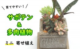 【ふるさと納税】サボテン＆多肉植物の寄せ植え【ミニ白ポット】 ／ インテリア 植物 ギフト おしゃれ 彩花園