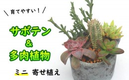 【ふるさと納税】サボテン＆多肉植物の寄せ植え【ミニ黒ポット】 ／ インテリア 植物 ギフト おしゃれ 彩花園