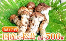 【ふるさと納税】国産まつたけ　500ｇ【先行予約 まつたけ 500g きのこ 松茸 つぼみ 開き コロ 混合 朝採れ 高級 貴重 松茸ご飯 焼き松茸