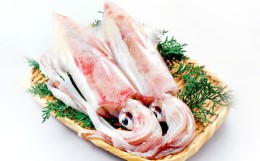 【ふるさと納税】日本海の新鮮いか　500g【魚貝類 魚介類 イカ あおりいか やりいか 真いか 白いか 甲いか 旬なもの 新鮮 冷蔵】